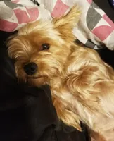 Vinnie, a male Yorkshire Terrier for sale in Muskogee, OK – Photo 2 of 3