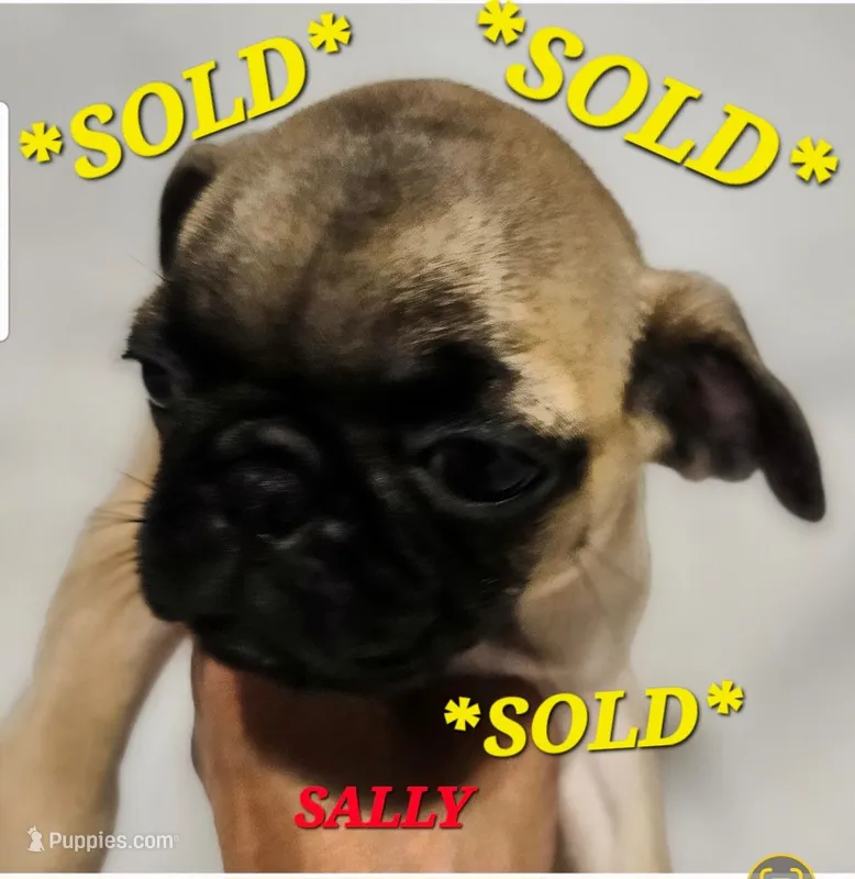 *SALLY* ~SOLD~ – Pug puppy for sale in Muskogee, OK