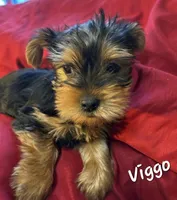 Viggo, a male Yorkshire Terrier for sale in Muskogee, OK – Photo 1 of 3