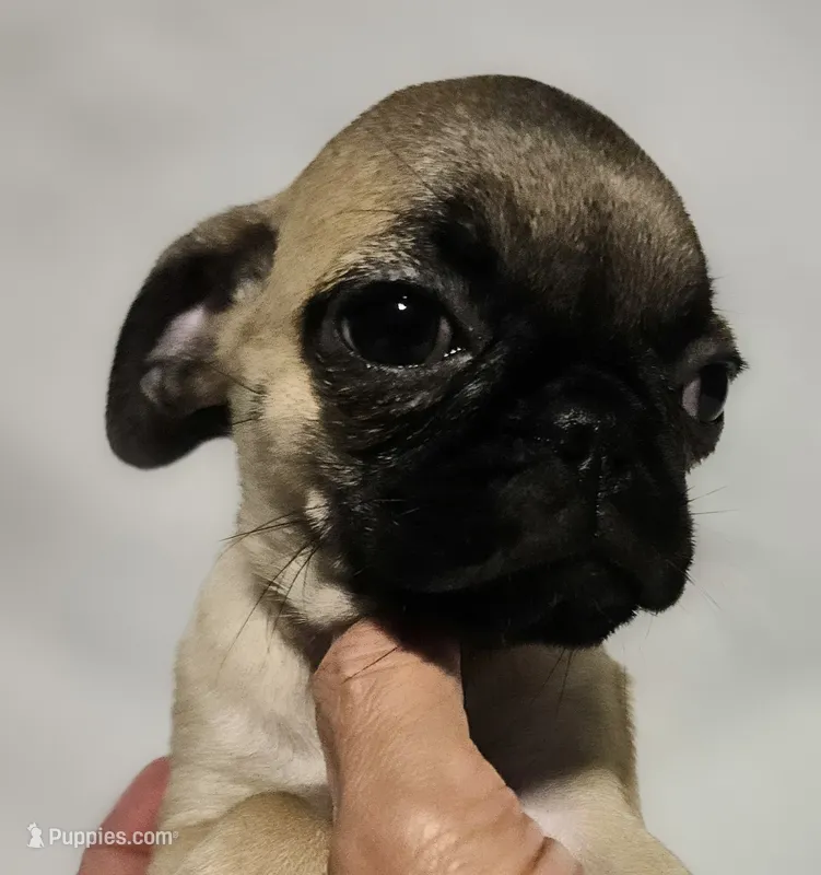 *SANDY* – Pug puppy for sale in Muskogee, OK