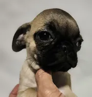*SANDY*, a female Pug for sale in Muskogee, OK – 1 of 1