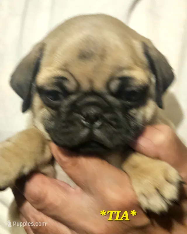 *TIA* – Pug puppy for sale in Muskogee, OK