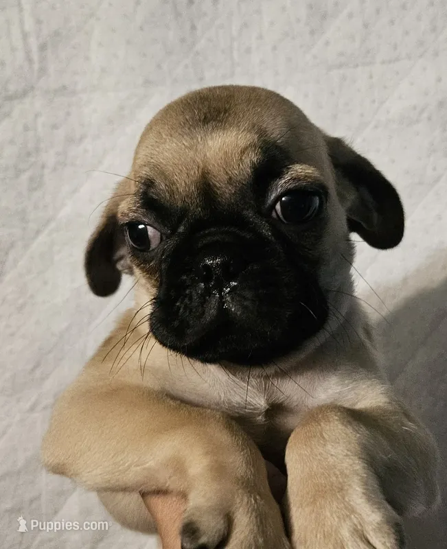 SPUD – Pug puppy for sale in Muskogee, OK