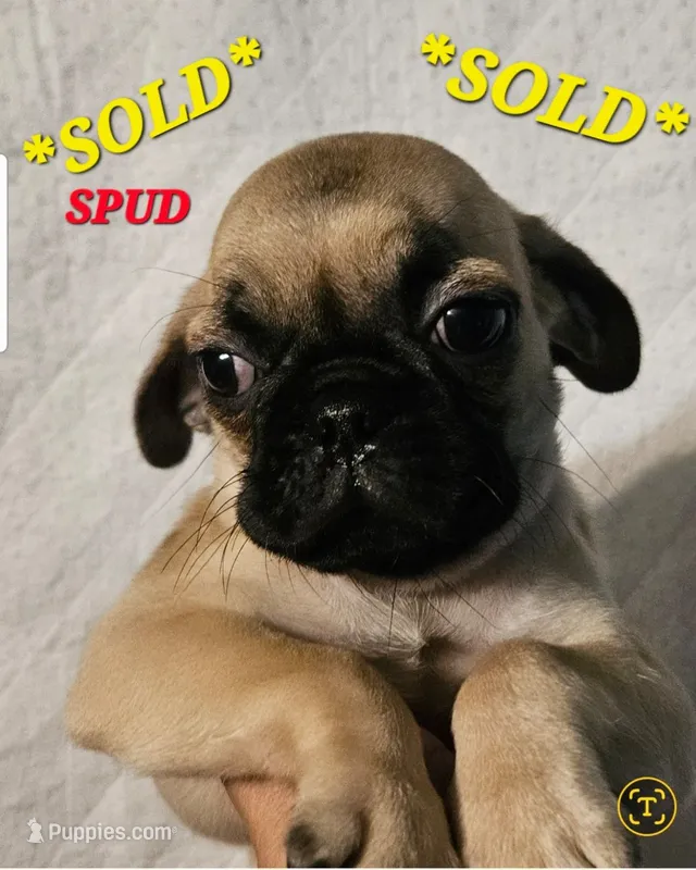 *SPUD* ~SOLD~ – Pug puppy for sale in Muskogee, OK