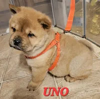 Uno, a male Chow Chow for sale in Muskogee, OK – Photo 1 of 3