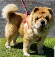 Uno, a male Chow Chow for sale in Muskogee, OK – Photo 2 of 3