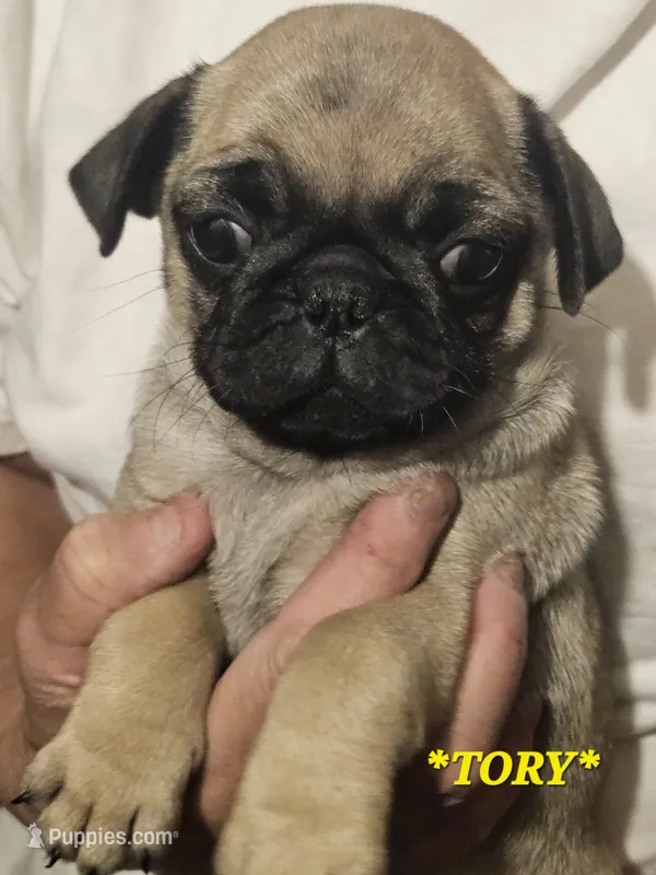 *TORY* – Pug puppy for sale in Muskogee, OK