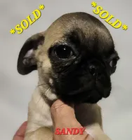 *SANDY* ~SOLD~, a female Pug for sale in Muskogee, OK – 1 of 1