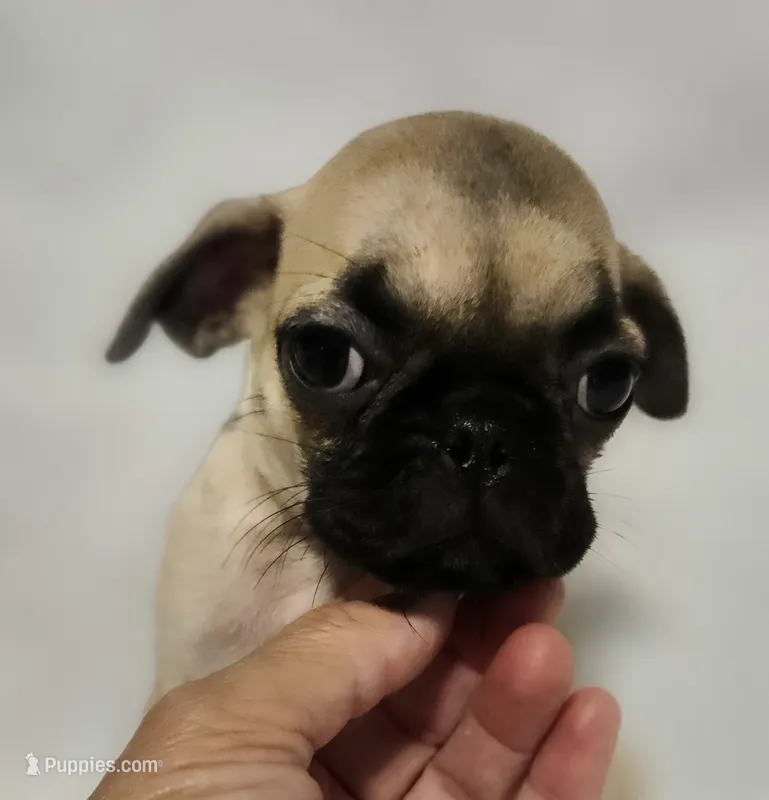 *SUNNY* – Pug puppy for sale in Muskogee, OK