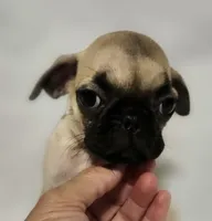 *SUNNY*, a female Pug for sale in Muskogee, OK – 1 of 1