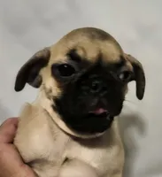 *STORMY*, a female Pug for sale in Muskogee, OK – 1 of 1