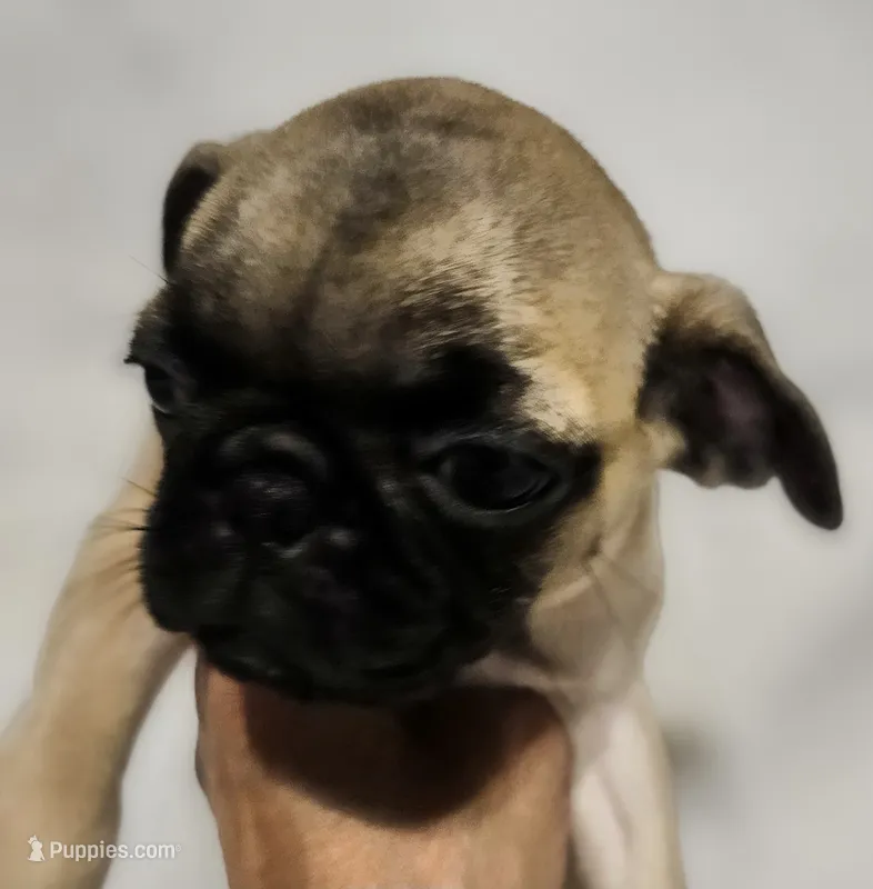 *SALLY* – Pug puppy for sale in Muskogee, OK