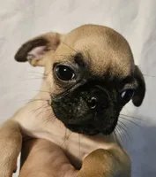 *SULLY*, a male Pug for sale in Muskogee, OK – 1 of 1