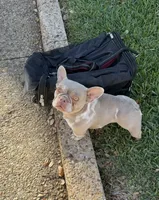 Zelle Isabella merle , a female French Bulldog for sale in Hackensack, NJ – 1 of 2