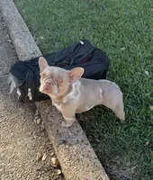 Zelle Isabella merle , a female French Bulldog for sale in Hackensack, NJ – 2 of 2