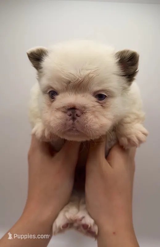 Eevee Pink Koi – French Bulldog puppy for sale in Hackensack, NJ