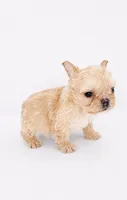 Teddy Bear Girl, a female French Bulldog for sale in Hackensack, NJ – 2 of 3