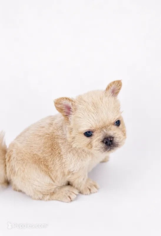 Teddy Bear Boy – French Bulldog puppy for sale in Hackensack, NJ
