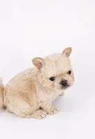 Teddy Bear Boy, a male French Bulldog for sale in Hackensack, NJ – 1 of 2