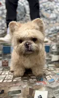 Teddy Bear Boy, a male French Bulldog for sale in Hackensack, NJ – 2 of 2