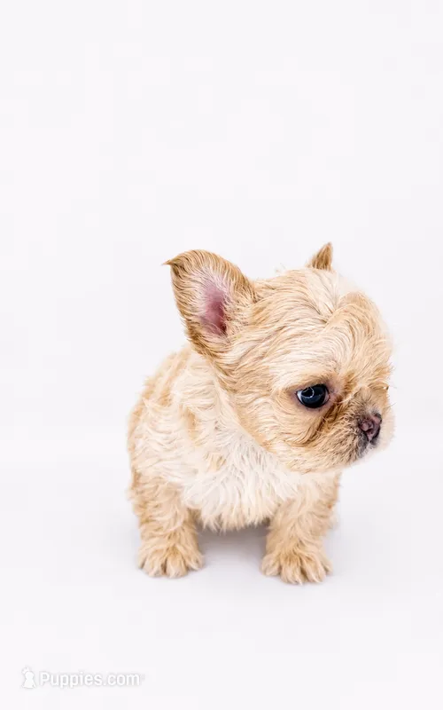 Teddy Bear Girl – French Bulldog puppy for sale in Hackensack, NJ