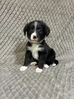 Yasmine, a female Border Collie and Bernese Mountain Dog for sale in Chetek, WI – 4 of 10