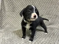 Silver, a female Border Collie and Bernese Mountain Dog for sale in Chetek, WI – 2 of 10