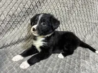 Yasmine, a female Border Collie and Bernese Mountain Dog for sale in Chetek, WI – 7 of 10