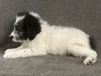 chuck, a male Border Collie for sale in Chetek, WI – Photo 5 of 7