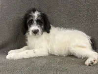 chuck, a male Border Collie for sale in Chetek, WI – Photo 2 of 7