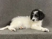 chuck, a male Border Collie for sale in Chetek, WI – Photo 7 of 7