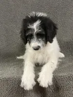 chuck, a male Border Collie for sale in Chetek, WI – Photo 1 of 7