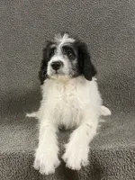 chuck, a male Border Collie for sale in Chetek, WI – Photo 4 of 7