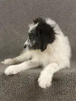 chuck, a male Border Collie for sale in Chetek, WI – Photo 3 of 7