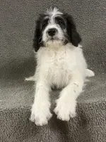 chuck, a male Border Collie for sale in Chetek, WI – Photo 6 of 7