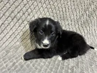 Peter, a male Border Collie and Bernese Mountain Dog for sale in Chetek, WI – 2 of 10