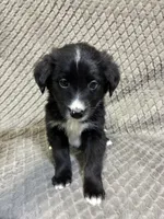 Peter, a male Border Collie and Bernese Mountain Dog for sale in Chetek, WI – 3 of 10