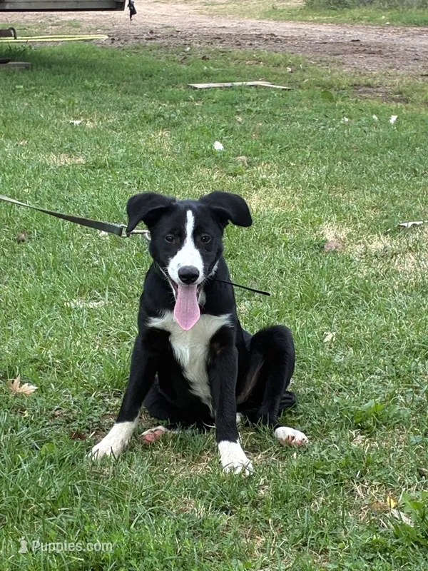 Silver – Border Collie, Bernese Mountain Dog puppy for sale in Chetek, WI