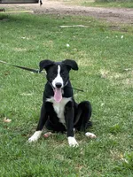 Silver, a female Border Collie and Bernese Mountain Dog for sale in Chetek, WI – 1 of 8