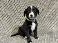 Silver, a female Border Collie and Bernese Mountain Dog for sale in Chetek, WI – 6 of 10