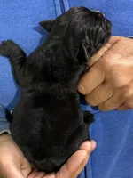 Ebony, a female Olde English Bulldogge for sale in Chetek, WI – 3 of 6