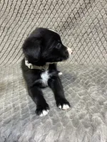 Silver, a female Border Collie and Bernese Mountain Dog for sale in Chetek, WI – 3 of 10