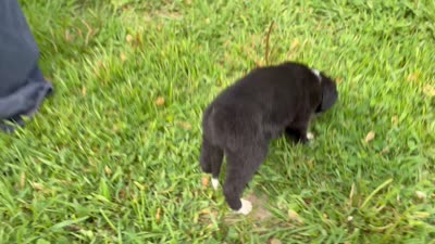 Yasmine, a female Border Collie and Bernese Mountain Dog for sale in Chetek, WI – 3 of 10