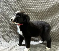 Petunia, a female Border Collie and Bernese Mountain Dog for sale in Chetek, WI – 8 of 10