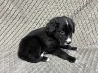 Peter, a male Border Collie and Bernese Mountain Dog for sale in Chetek, WI – 5 of 10