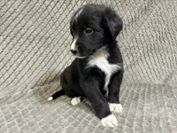 Benny, a male Border Collie and Bernese Mountain Dog for sale in Chetek, WI – 2 of 10