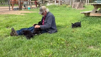 Petunia, a female Border Collie and Bernese Mountain Dog for sale in Chetek, WI – 3 of 10