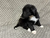 Benny, a male Border Collie and Bernese Mountain Dog for sale in Chetek, WI – 4 of 10