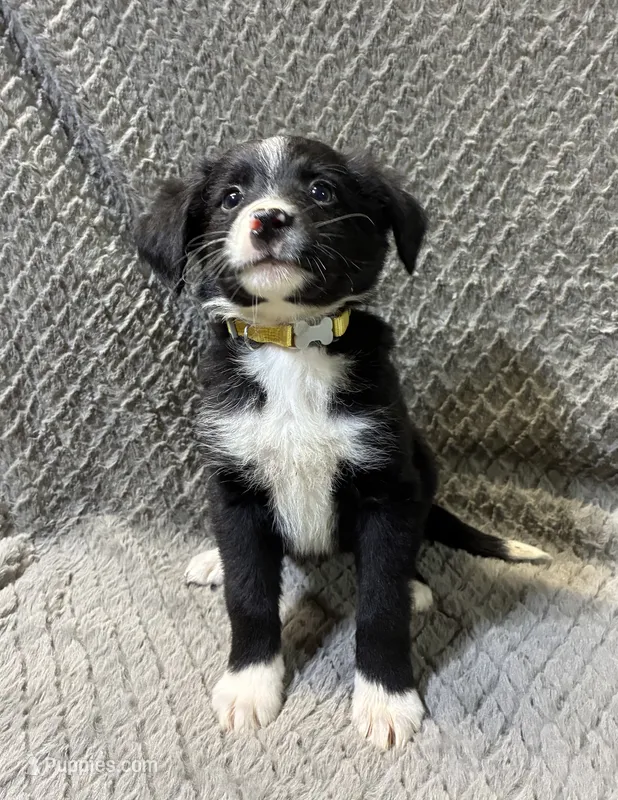 Yasmine – Border Collie, Bernese Mountain Dog puppy for sale in Chetek, WI