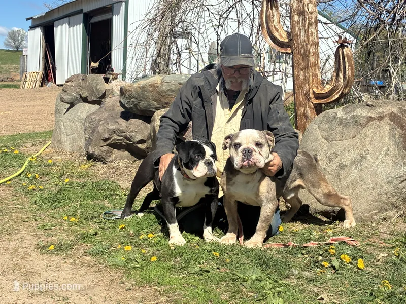 Spade future litter – Olde English Bulldogge puppy for sale in Chetek, WI